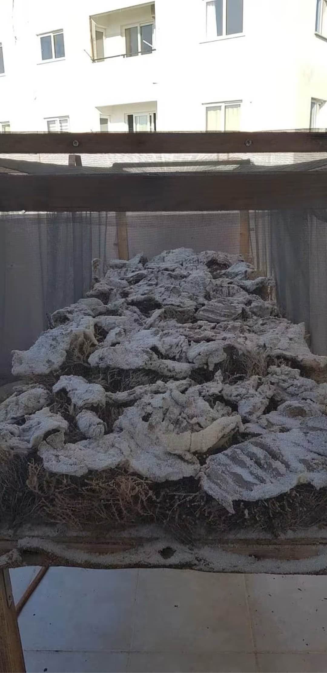 gıbrıs samarellası